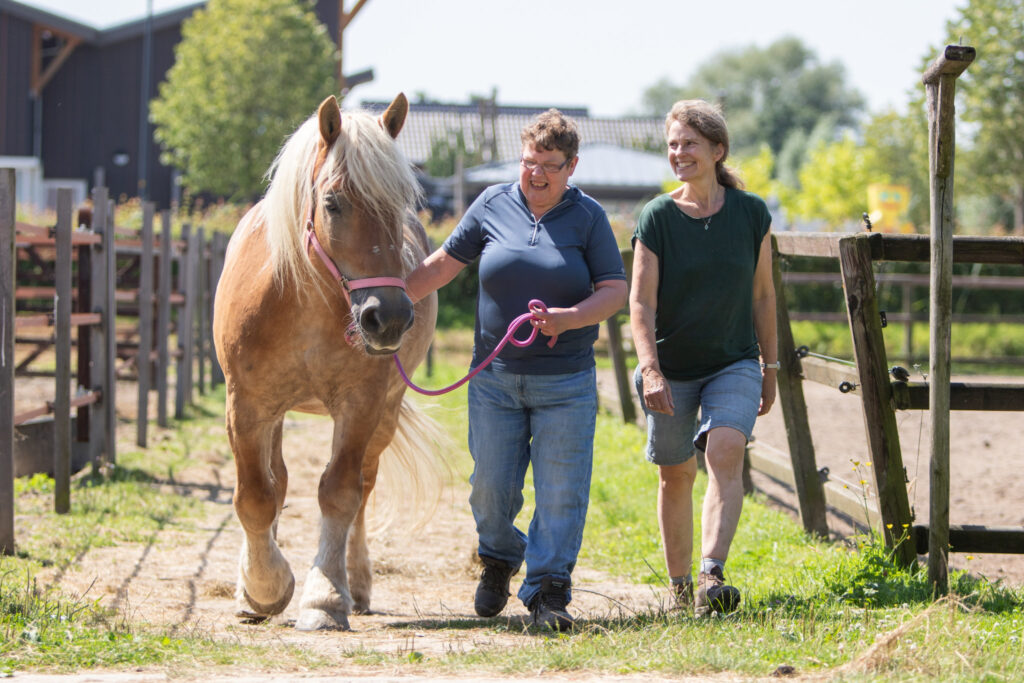 De mensen van de dagbesteding halen paard Lizzy uit de paddock.