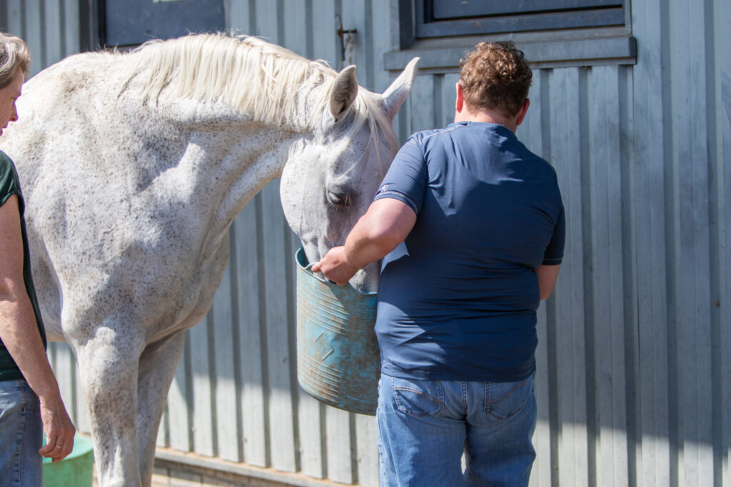 Met de dagbesteding paarden voeren in de paddocks.